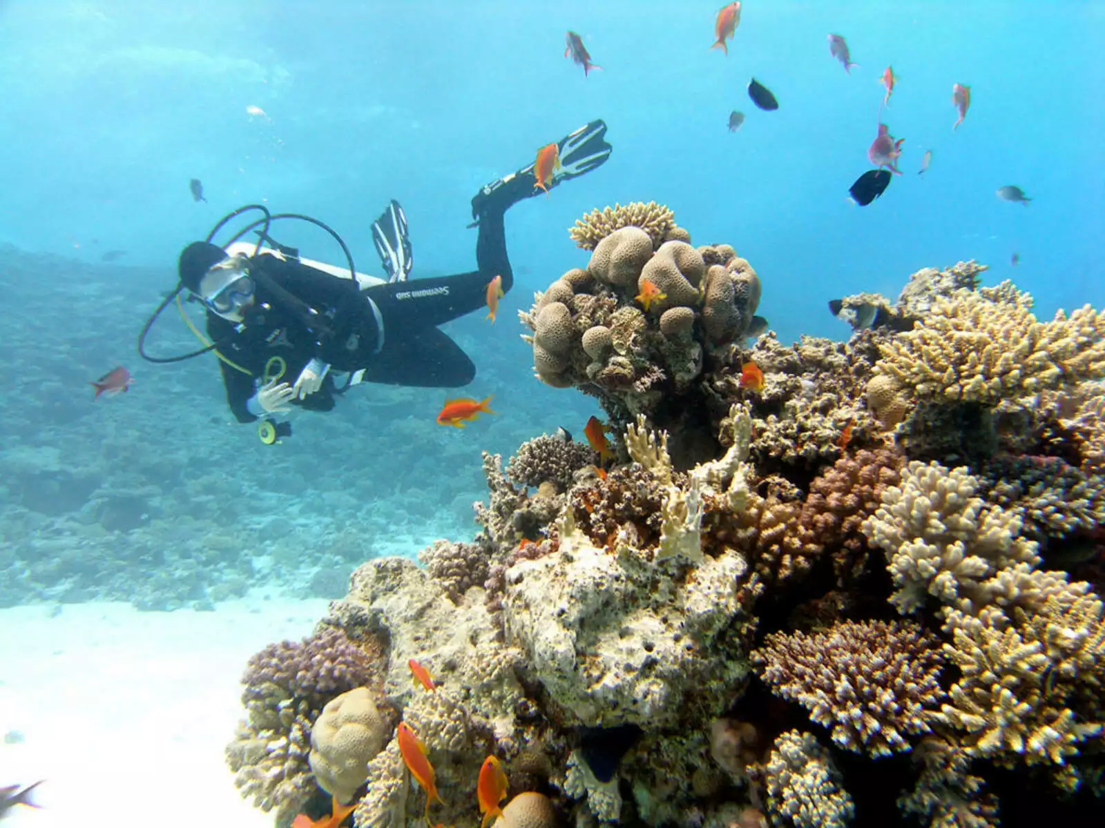 Diving in Hurghada1